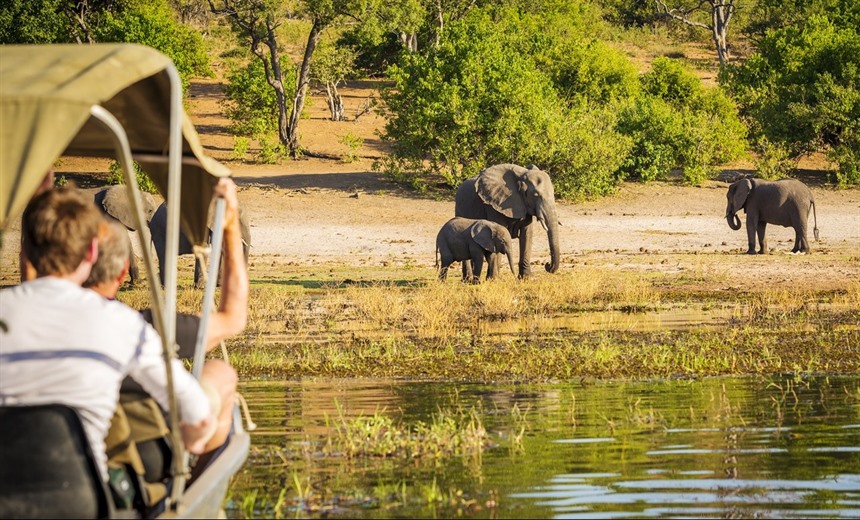 Best trips to see African elephants : Section 4