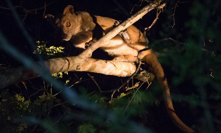 Fosa (Fossa) at night - this species is best sought at Kirindy, from April to late November.