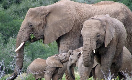 Elephant family in Amakhala