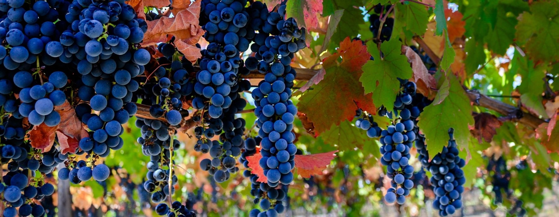 Chilean Winelands