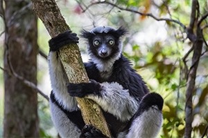 Madagascar Wildlife Discovery Tours 2022 and 2023