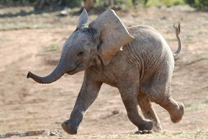 Timket Ethiopia 2020 Group Tour