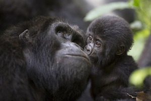 Journey to Uganda in search of the awe-inspiring mountain gorillas