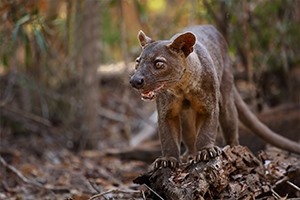 São Tomé and Príncipe