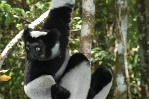 A robust Indri, Mitsinjo rainforest across the road from Andasibe.