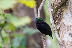 Velvet asity are seen in Andasibe and Mantadia rainforests