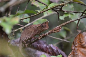 Stumptailed chameleon (Brookesia), Ranomafana. (Craig)