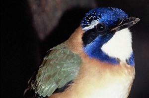 Pitta-like ground-roller can be seen in spring and summer