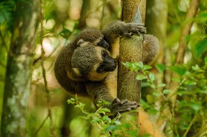 Golden bamboo lemurs, Ranomafana NP