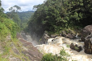 Ranomafana guided rainforest walk 9