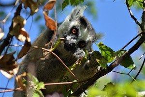 Anja Guided Ringtailed lemurs visit 2