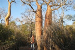 Adansonia rubrostipa 'bottle' baobabs (Nivo Ravelojoana 2016)