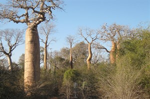 Bottle baobabs at Ifaty Spiny Bush (Derek 2016)