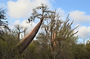 Didiera (Octopus) trees and Baobabs, Ifaty (Craig Kaufman)