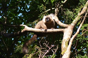 Sanford's lemur, Montagne d'Ambre (Craig)
