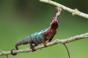 Panther chameleon catching prey