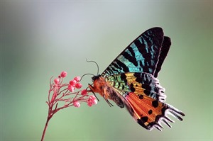 The beautiful, day-flying Urania moth