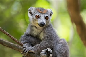 Female Crowned lemur