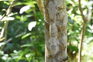 Henkel's leaf-tailed gecko occurs in Andrafiamena