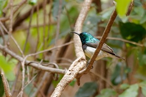 Souimanga sunbird is common around Black Lemur Camp