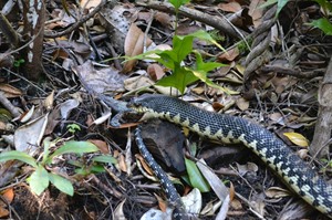 Giant hognosed snake devouring prey