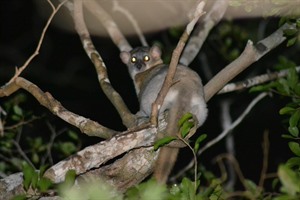 Red-tailed sportive lemur, Kirindy Forest