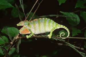 Female Labord's chameleon (Franco Andreone)