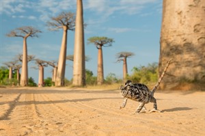 Kirindy Forest Baobab Alley visit 3