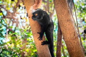 Black lemur is easily seen in Lokobe forest