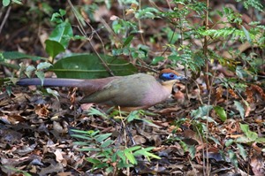 Red-capped coua is common in Ankarafantsika NP