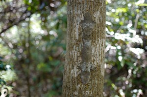 Henkel's leaf-tailed gecko, a master of camoflage