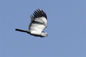 Male Cuckoo-roller in aerial display (Jan Gersag,Rainbow Tours client)