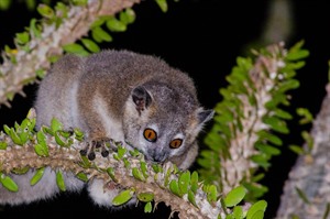 White-footed sportive lemur