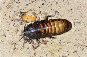 Hissing cockroaches can be seen at night