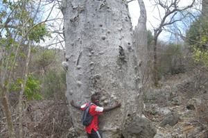 Montagne des Francais Baobab trail 1