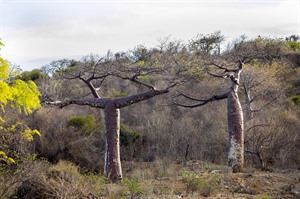 Montagne des Francais Baobab trail 3