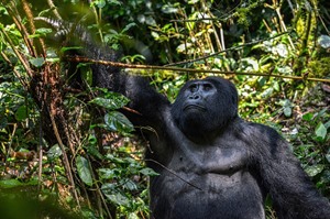 Mountain Gorilla Habituation Experience program 1