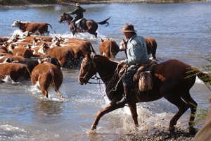 Cattle herding at Estancia Huechahue