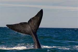 Whale watching near Faro Punta Delgada