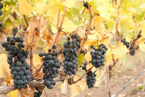 The vines of Mendoza