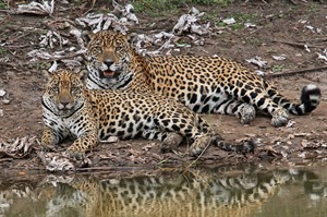 Jaguar mother & cub