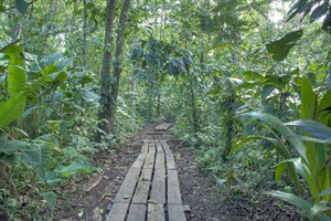 Nature trail at Manatus Lodge