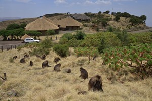 Exterior to Simien Lodge