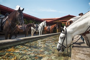 Horses at Alta Gracia, Costa Rica
