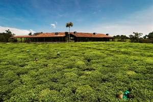 Tea plantation at Nyungwe House