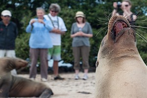 Galapagos, up close with the wildlife