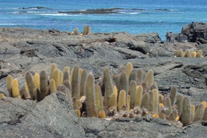 Galapagos, lava cactus