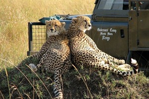 Cheetahs at Governors' Camp, Masai Mara, Kenya