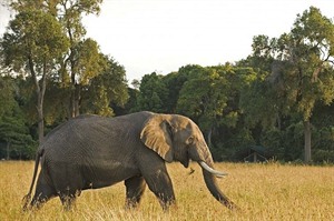 Elephant near Governors' Camp, Masai Mara, Kenya