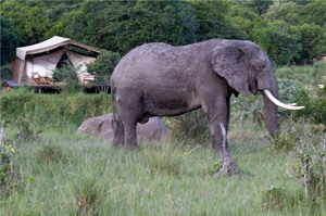 Elephants in Karen Blixen Camp